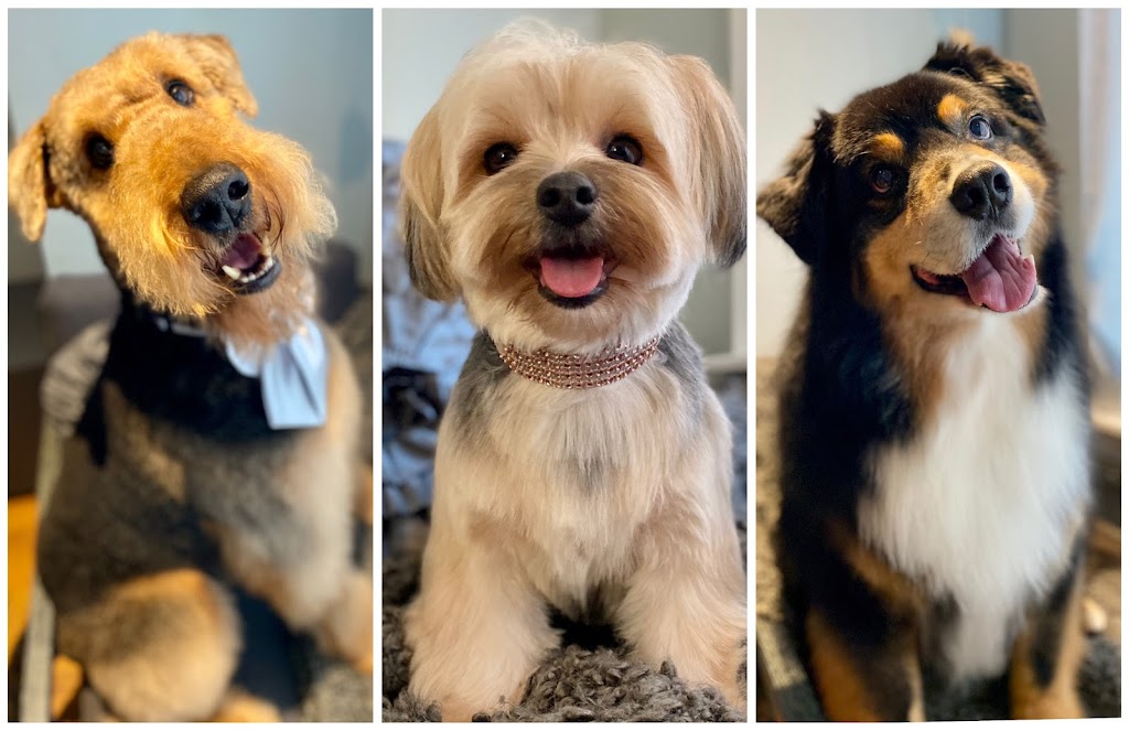 A Tail Above Grooming | 65974 Ogilview Dr, Hope, BC V0X 1L1, Canada | Phone: (604) 869-1738