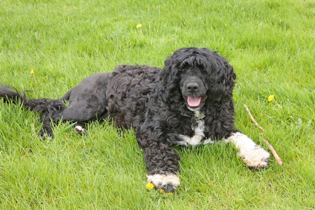 Claircreek Portuguese Water Dogs - Board and Train and other services | 7907 16 Line, Arthur, ON N0G 1A0, Canada | Phone: (519) 241-5353