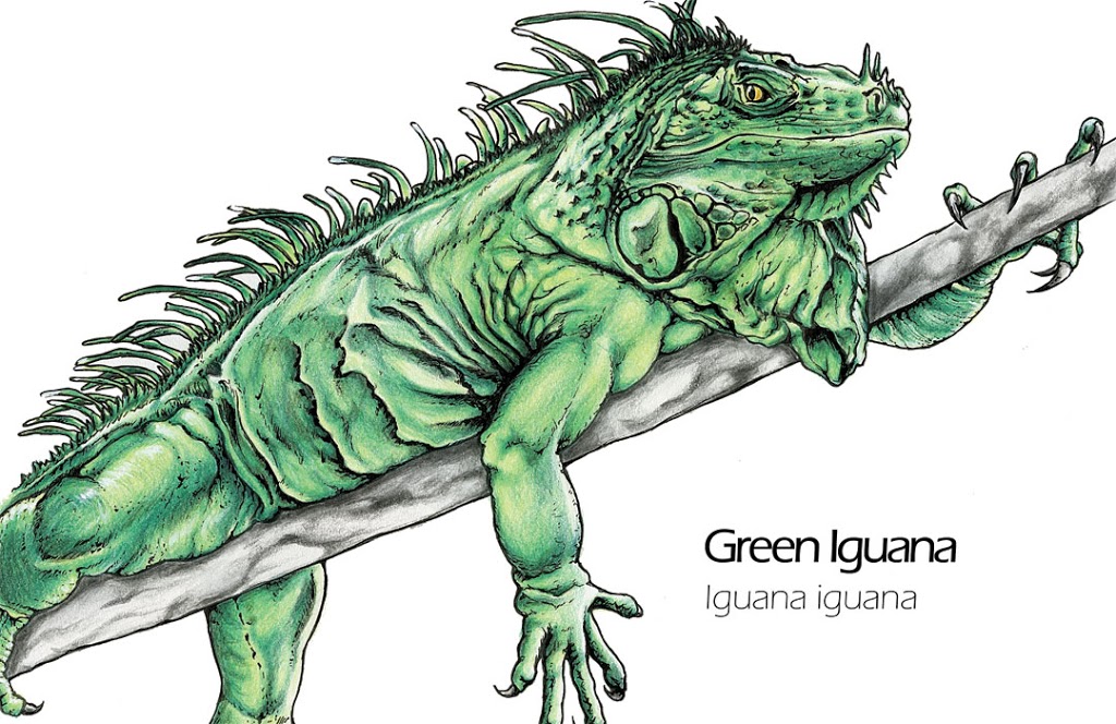 Mdubillustrations - Dessins Danimaux, Cartes Et Cours Dart en  | 309A Chemin des Patriotes, Sorel-Tracy, QC J3P 2M1, Canada | Phone: (514) 770-0705