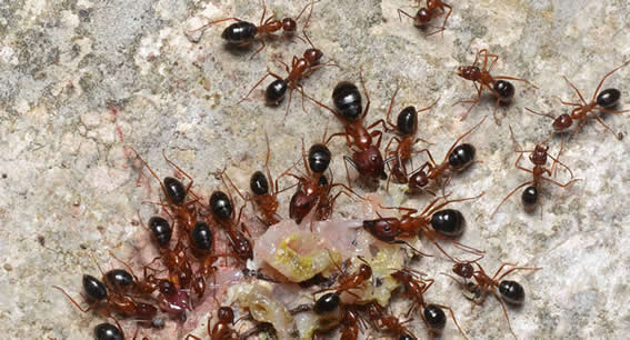 Pest control Chilliwack | pestzap Ant ,Bed Bugs,Rat ,Cockroach,M | 5665 Promontory Rd Unit 1, Chilliwack, BC V2R 0Z9, Canada | Phone: (778) 875-4770