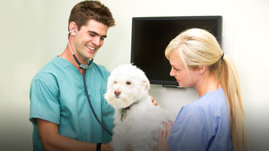 Cani-Felis Veterinary Hospital Inc | 5720 Grande Allée, Saint-Hubert, QC J3Y 2R6, Canada | Phone: (450) 656-2727