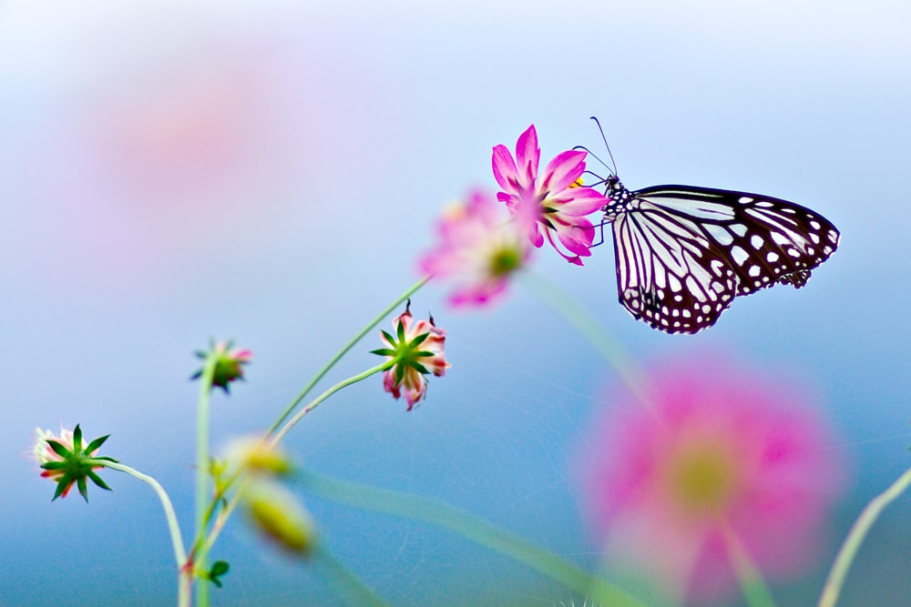 Diana Ten Have n.d., Naturotherapy- & EFT Facilitator | 11 Twilight Ave, Salisbury, NB E4J 2S7, Canada | Phone: (506) 871-3502