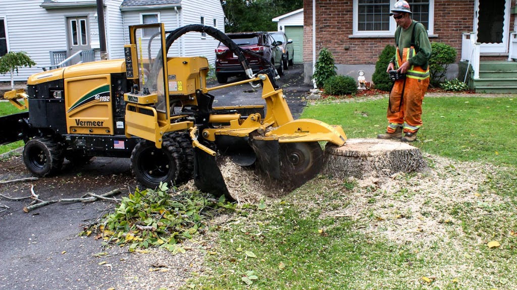 Truly Canadian Tree Service | 12274 Brawn Rd, Wainfleet, ON L0S 1V0, Canada | Phone: (905) 734-5703