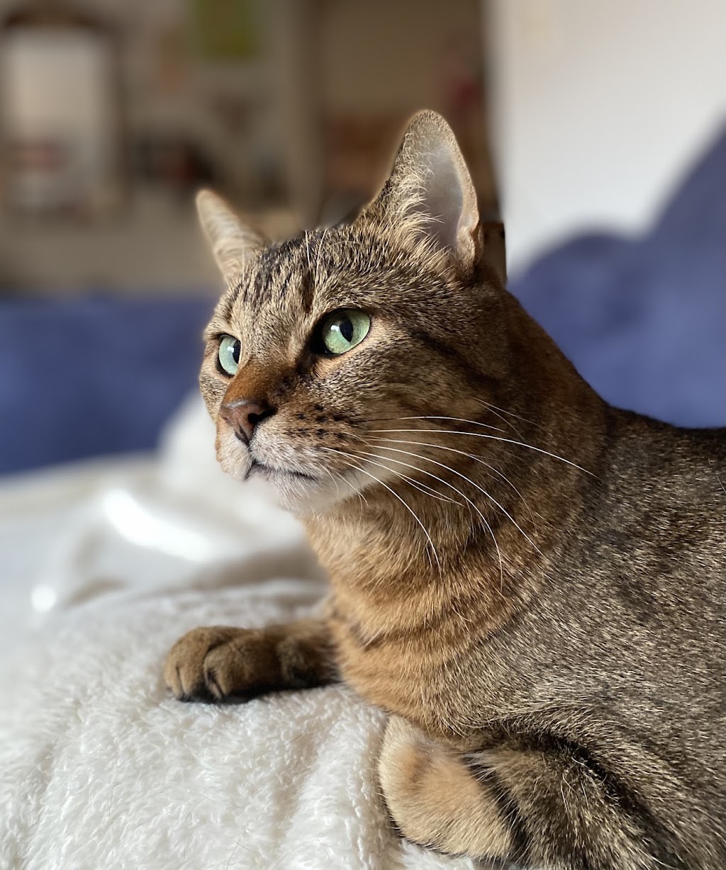 Rosen Home Pet Euthanasia Service | 1754 Brayford Ave, London, ON N6K 0H4, Canada | Phone: (905) 876-7766