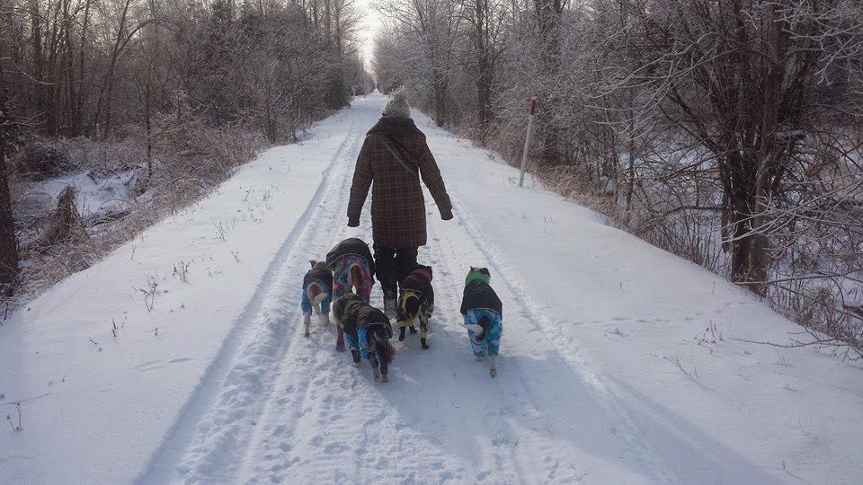 Pawsh Pets | 413 Donald B. Munro Dr, Carp, ON K0A 1L0, Canada | Phone: (613) 470-0090
