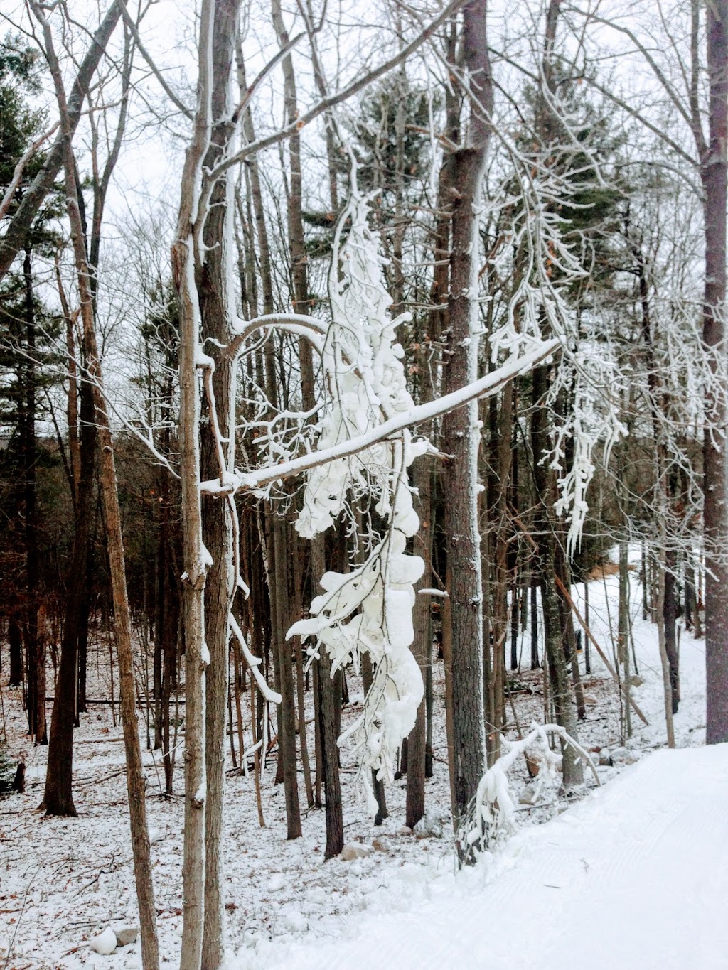 Batawa Ski Hill | 99 Ski Club Ln, Batawa, ON K0K 1E0, Canada | Phone: (613) 398-6568