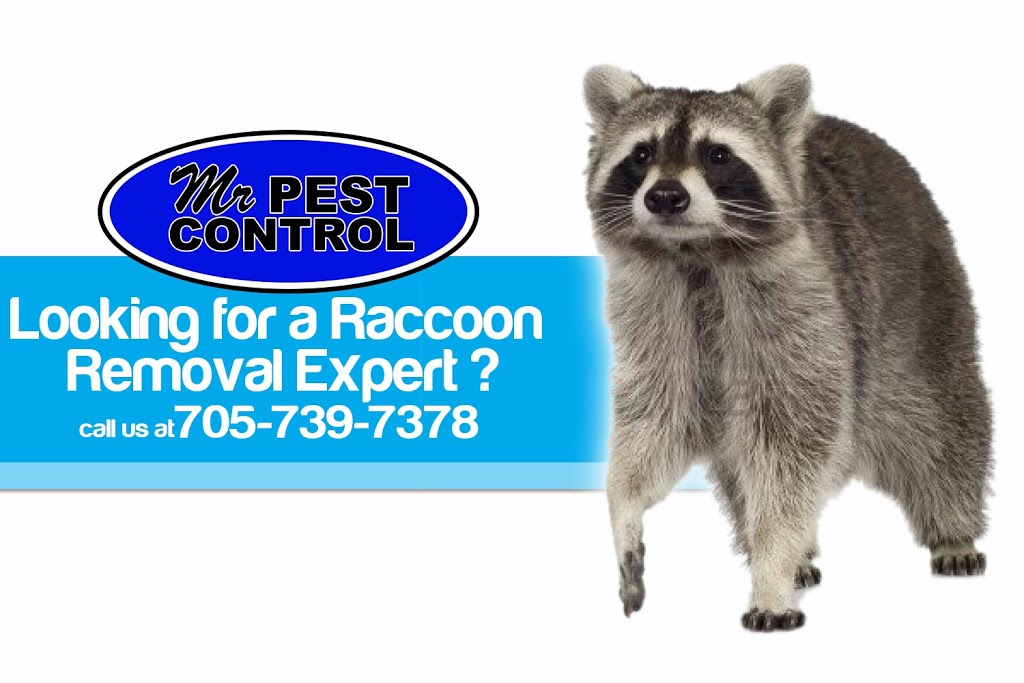 Mr Pest Control | 6 Maplehill Dr, Shanty Bay, ON L0L 2L0, Canada | Phone: (705) 739-7378
