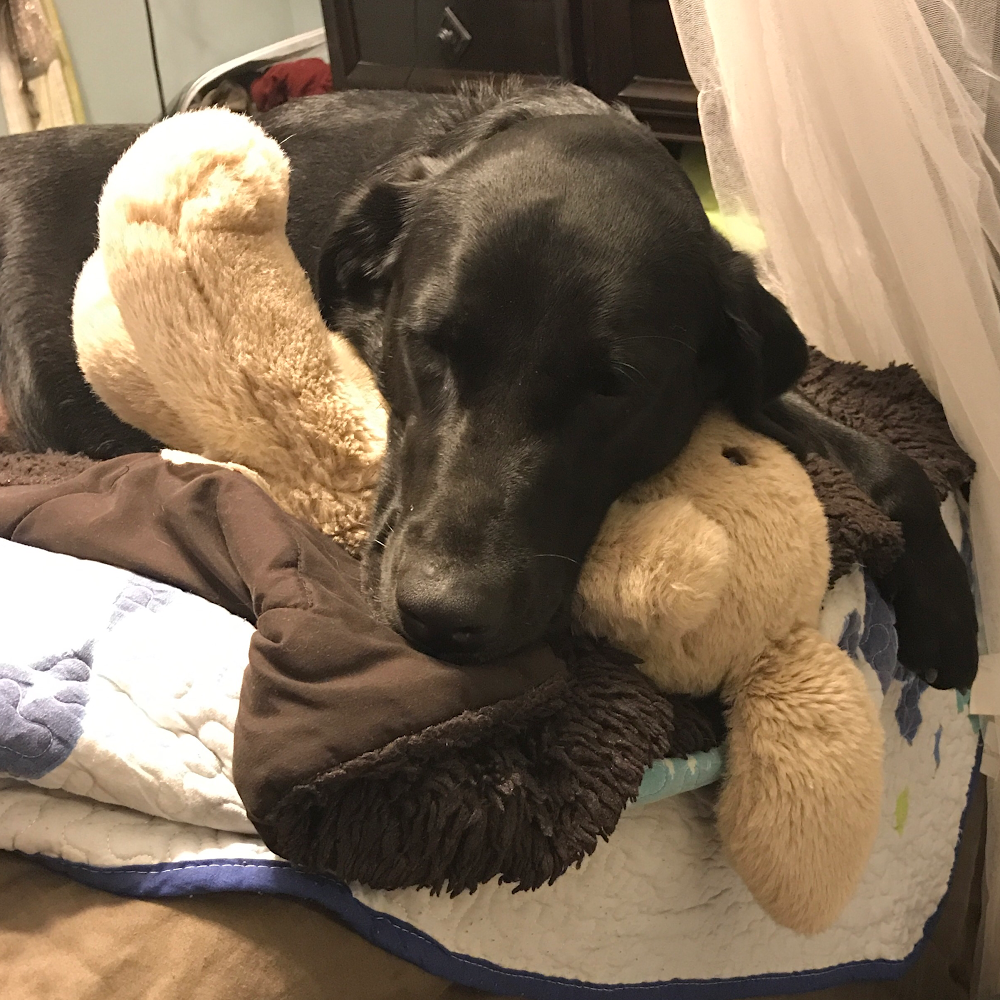 Paw Prints Forever Doggy Daycare | 2475 Fred Jones Rd, Haliburton, ON K0M 1S0, Canada | Phone: (705) 854-0468