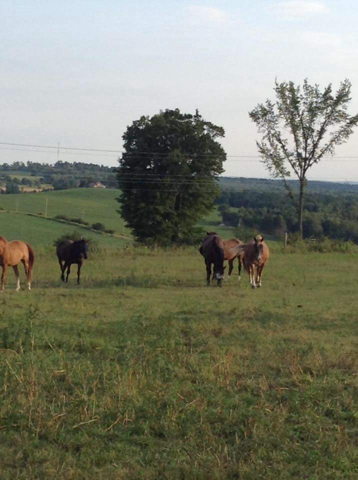 Antioch Hill Equine Retirement | 1955 Concession Rd 7, Sunderland, ON L0C 1H0, Canada | Phone: (705) 357-3050