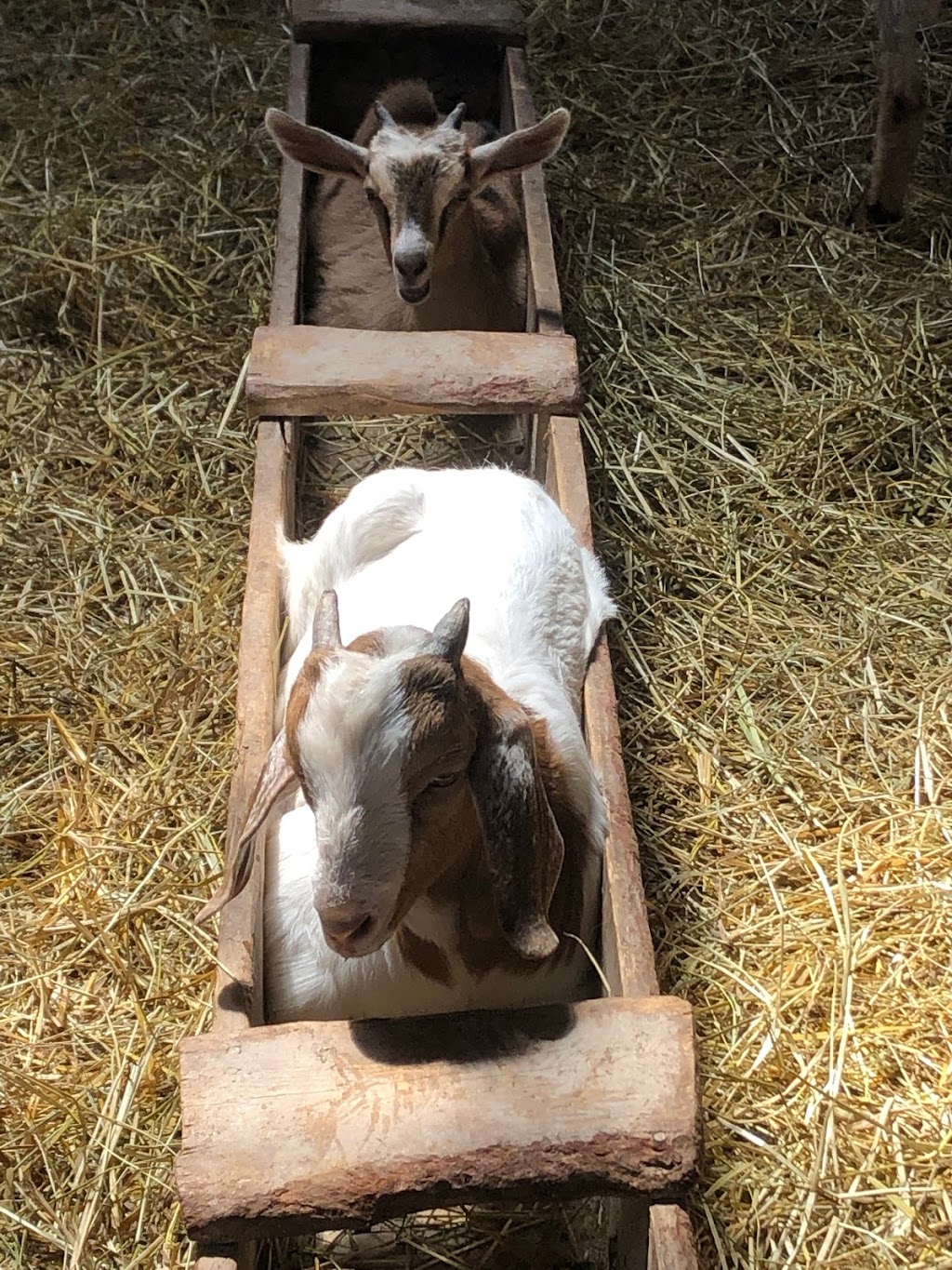 PPH Farms | 260 Maceachern Rd, Mount Herbert, PE C1B 3P7, Canada | Phone: (902) 628-7959