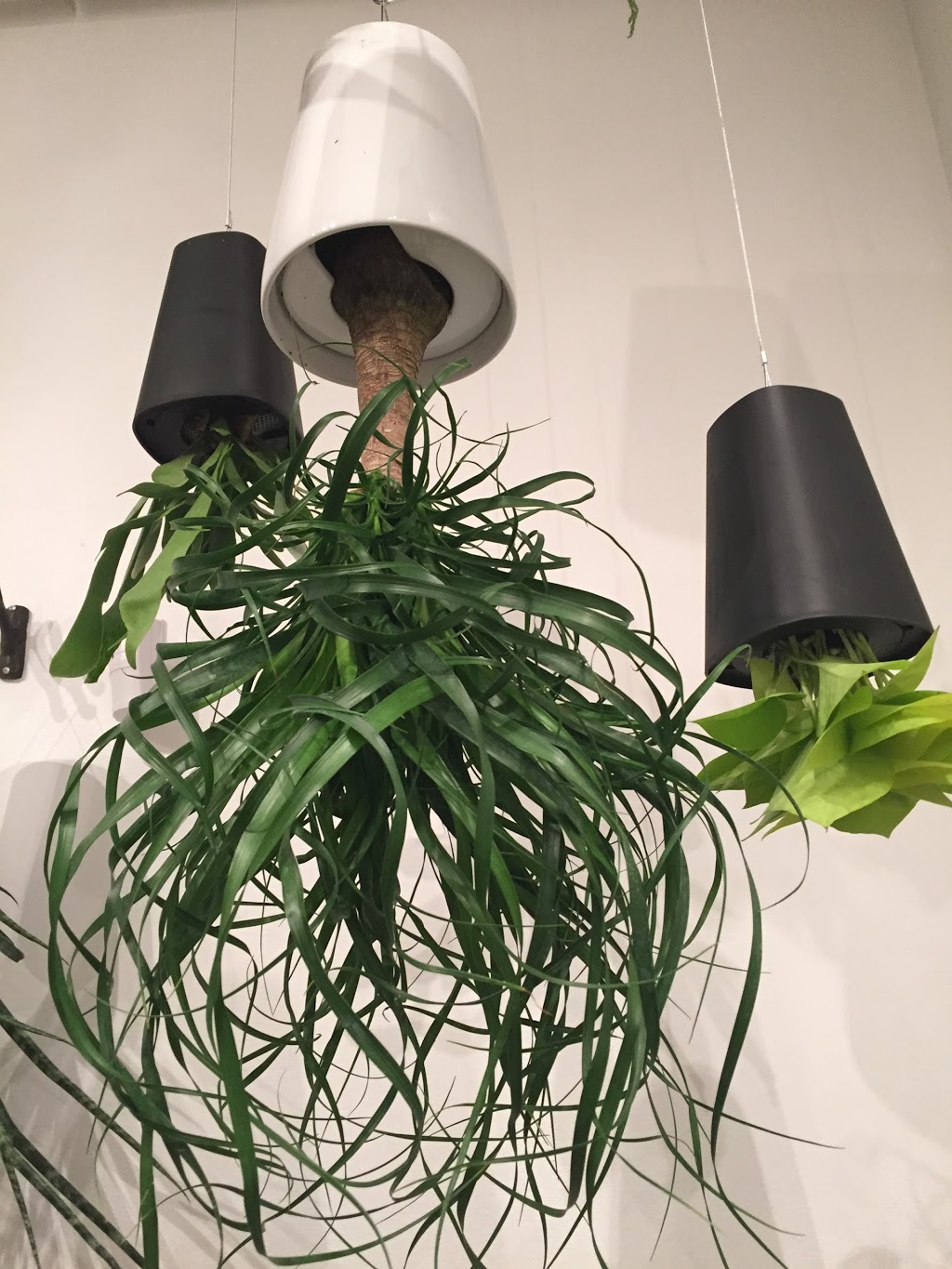 Stamen and Pistil Botanicals | 1567 Dundas St W, Toronto, ON M6K 1T9, Canada | Phone: (647) 351-9099