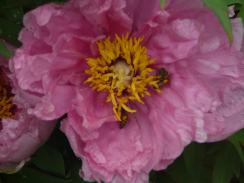 Kingsburgh Apiaries - Bee Quest Honey | 927438 County Rd 8, Bright, ON N0J 1B0, Canada | Phone: (519) 632-9852