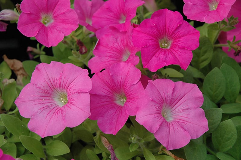 La Belle’s Garden Centre | 6th Concession Rd, Pickering, ON L1X 0J6, Canada | Phone: (905) 391-0912
