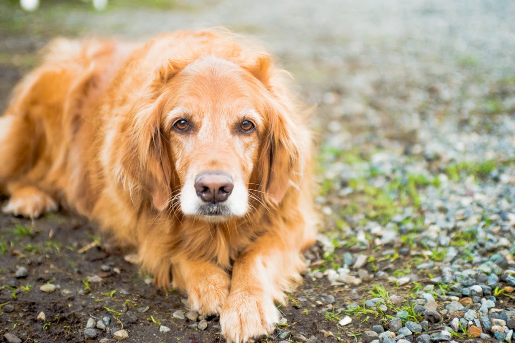 Paws For A Beer | 501 Harris Ave, Bellingham, WA 98225, USA | Phone: (360) 733-7297