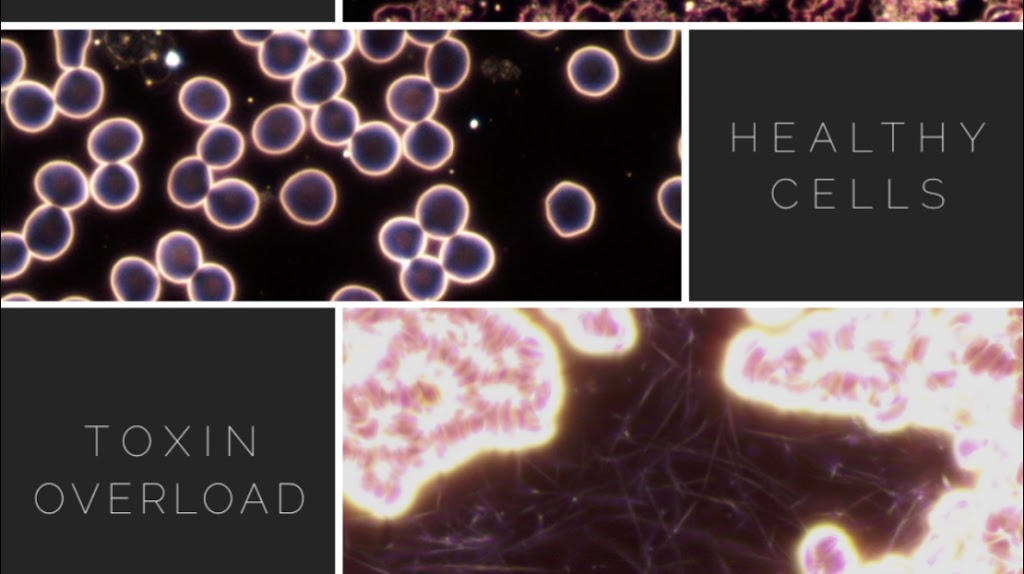 Microcell Sciences Inc. | Still Dynamics, 3505 Wyecroft Rd, Oakville, ON L6L 0R1, Canada | Phone: (905) 464-5257