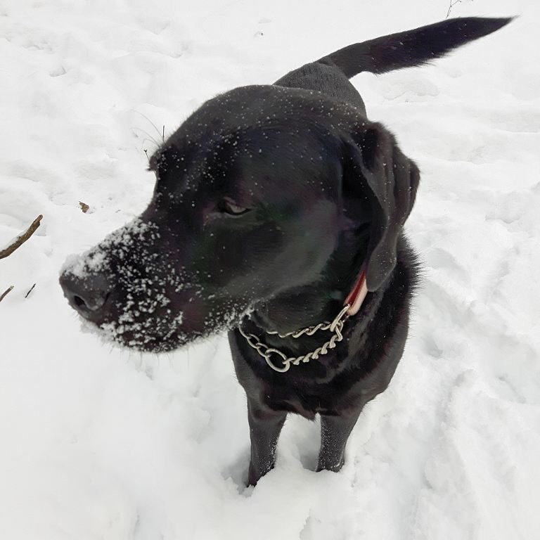 Raw For Pets | 43872 Talbot Line, St Thomas, ON N5P 3S7, Canada | Phone: (519) 207-2480