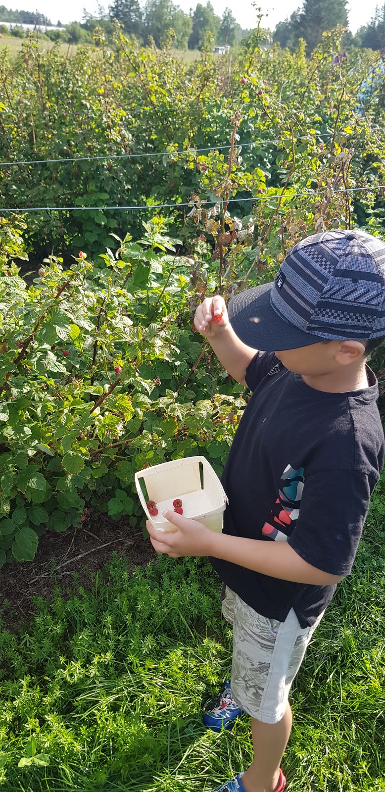 WALKERS STRAWBERRY FARM U-PICK | 837 Rt 880 Lower Millstream, Lower Millstream, NB E5P 3H7, Canada | Phone: (506) 433-1018