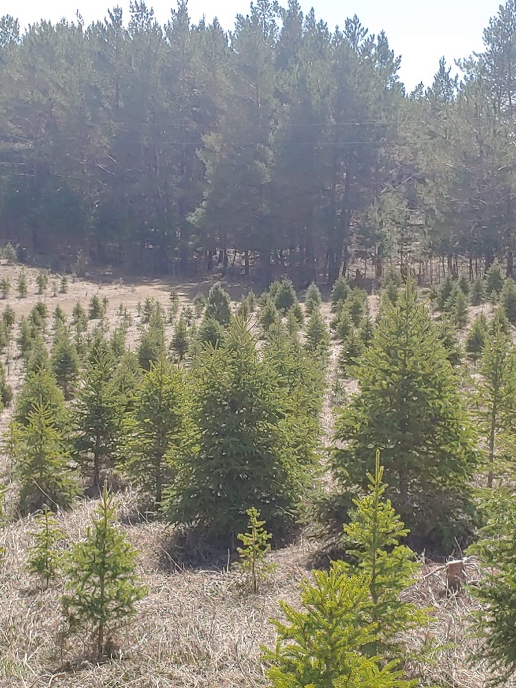 Hill Haven Christmas Trees | Jackson Lake Provincial Rd. 352 South East on Rural Rd. 59 North Gate number 58142 NE28, 10 12W, Sidney, MB R0H 1L0, Canada | Phone: (204) 466-2654