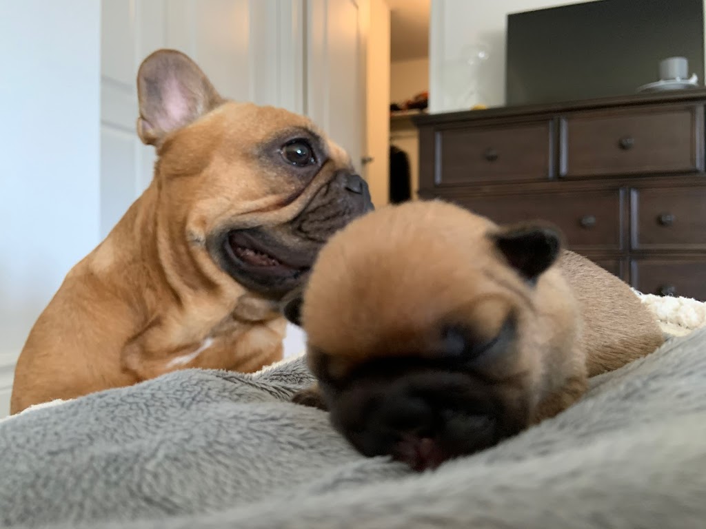 Jaklins Bulldogs. French Bulldog breeder & puppies for adoption | n/a, Manilla, ON K0M 2J0, Canada | Phone: (647) 539-5040