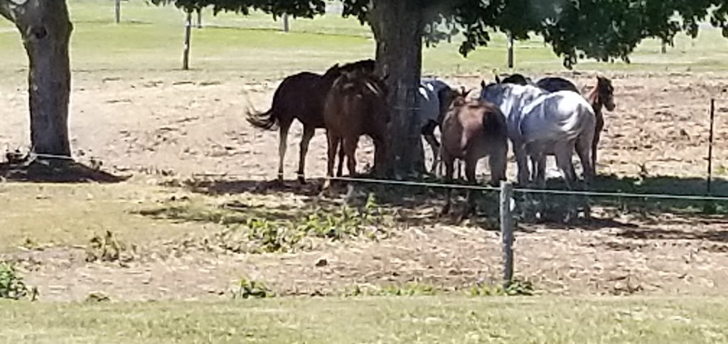 Seven Pines Stables | 1297 Eldon Rd, Kawartha Lakes, ON K0M 2M0, Canada | Phone: (705) 953-9602