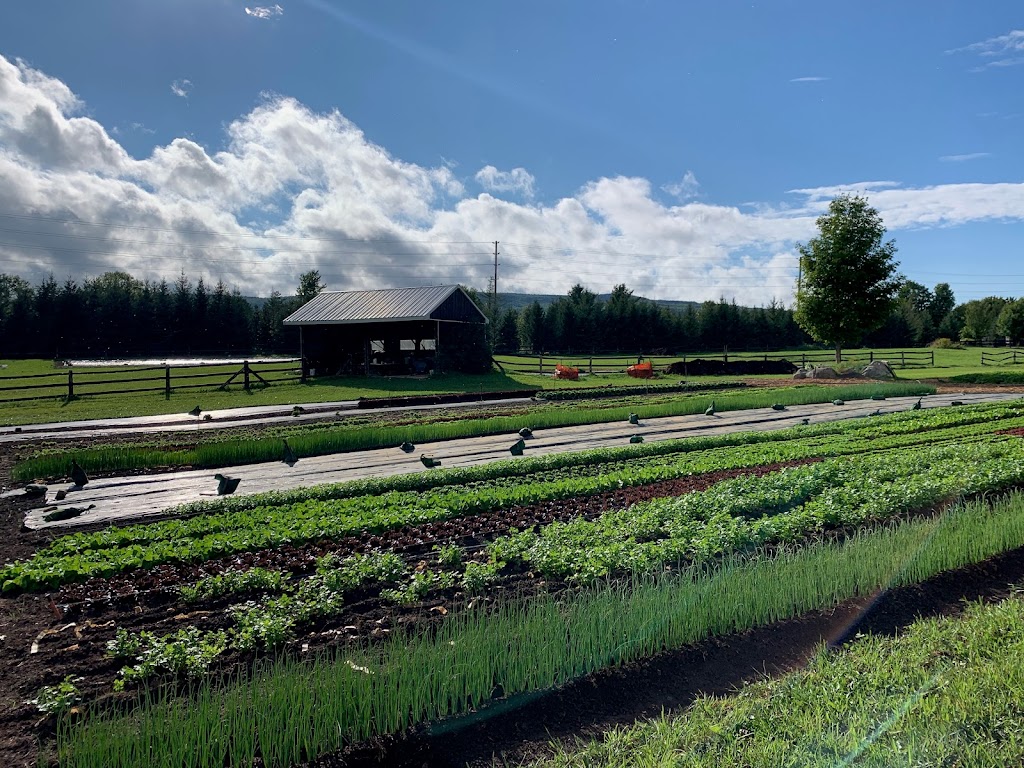 Black Ash Gardens | 795651, Grey County Rd 19, Collingwood, ON L9Y 3Y9, Canada | Phone: (416) 624-7789