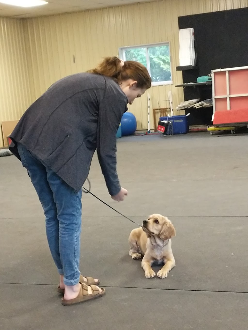 K9 Central Pet Resort, Training and Spa | 2836 Holt Rd, Bowmanville, ON L1C 3K4, Canada | Phone: (905) 623-3940