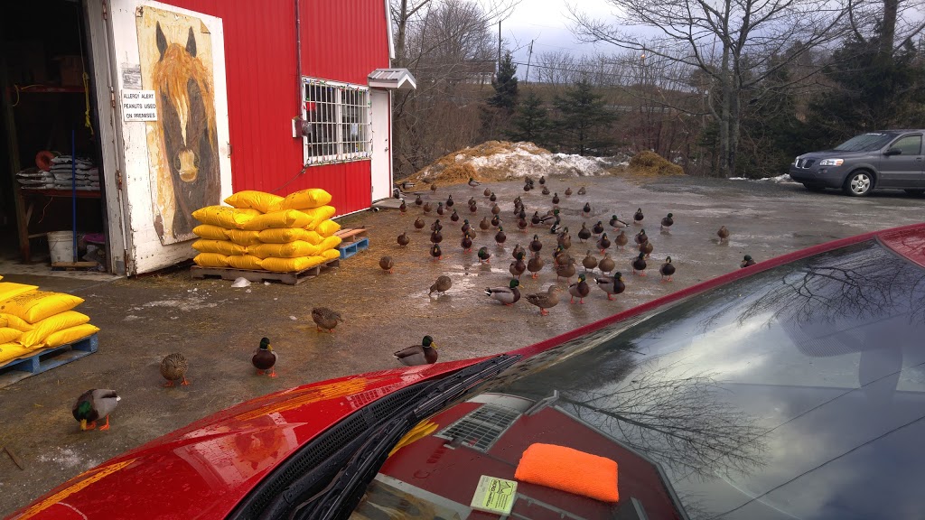 Walkers Livestock Feed & Supplies | 1397 Cole Harbour Road, Dartmouth, NS B2V 1N5, Canada | Phone: (902) 435-5561