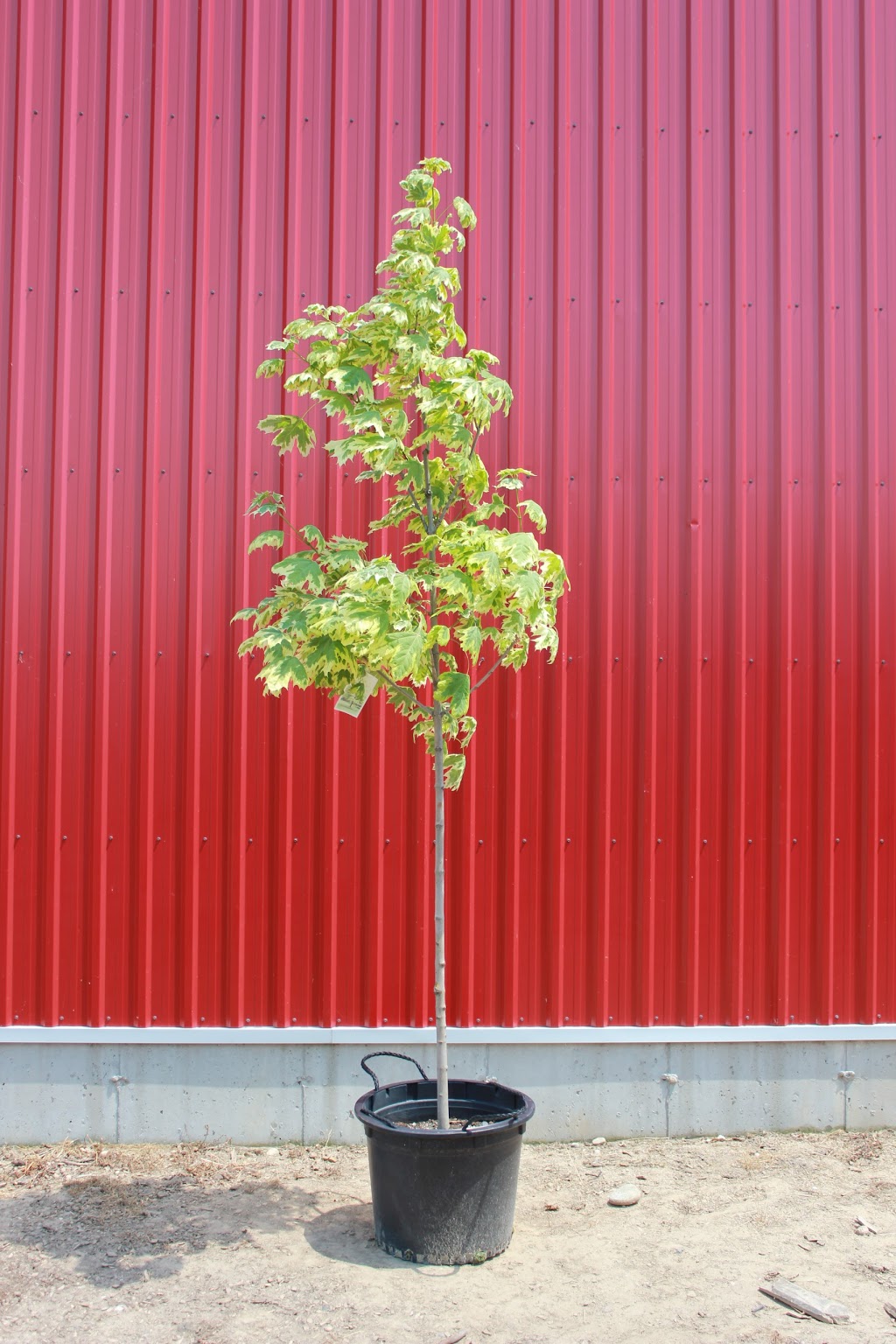 Benjamin Tree Farm | 770 Benjamin Rd, Waterloo, ON N2J 3Z4, Canada | Phone: (519) 699-5000