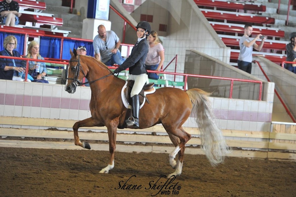 Nighswander Equestrian | 1675 St Johns Sideroad, Aurora, ON L4G 7C7, Canada | Phone: (905) 751-6771