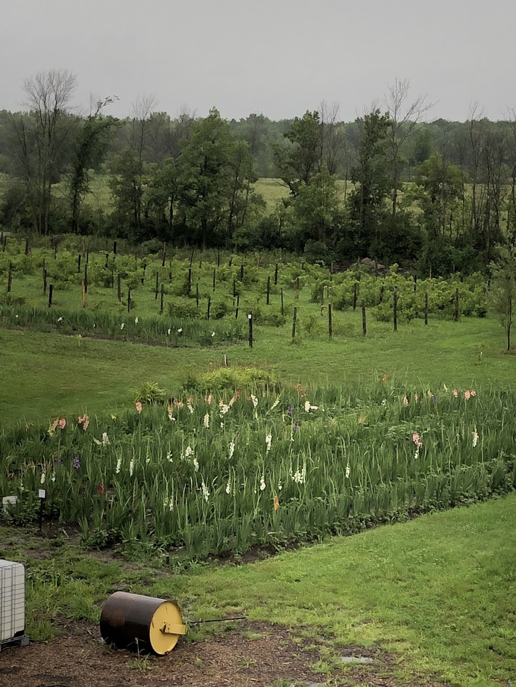 Jardin des glaïeuls | 1340 Chemin de la Bataille N, La Prairie, QC J5R 0K8, Canada | Phone: (514) 706-1431