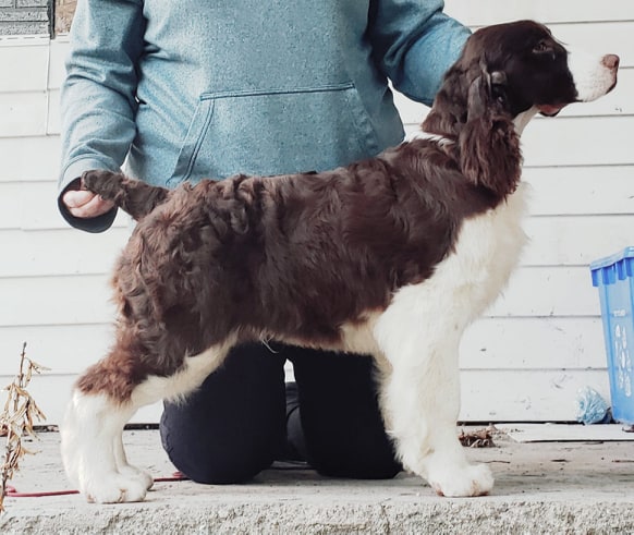 Trojh English Springer Spaniels | 757 Arthur St, Ayton, ON N0G 1C0, Canada | Phone: (519) 665-7488