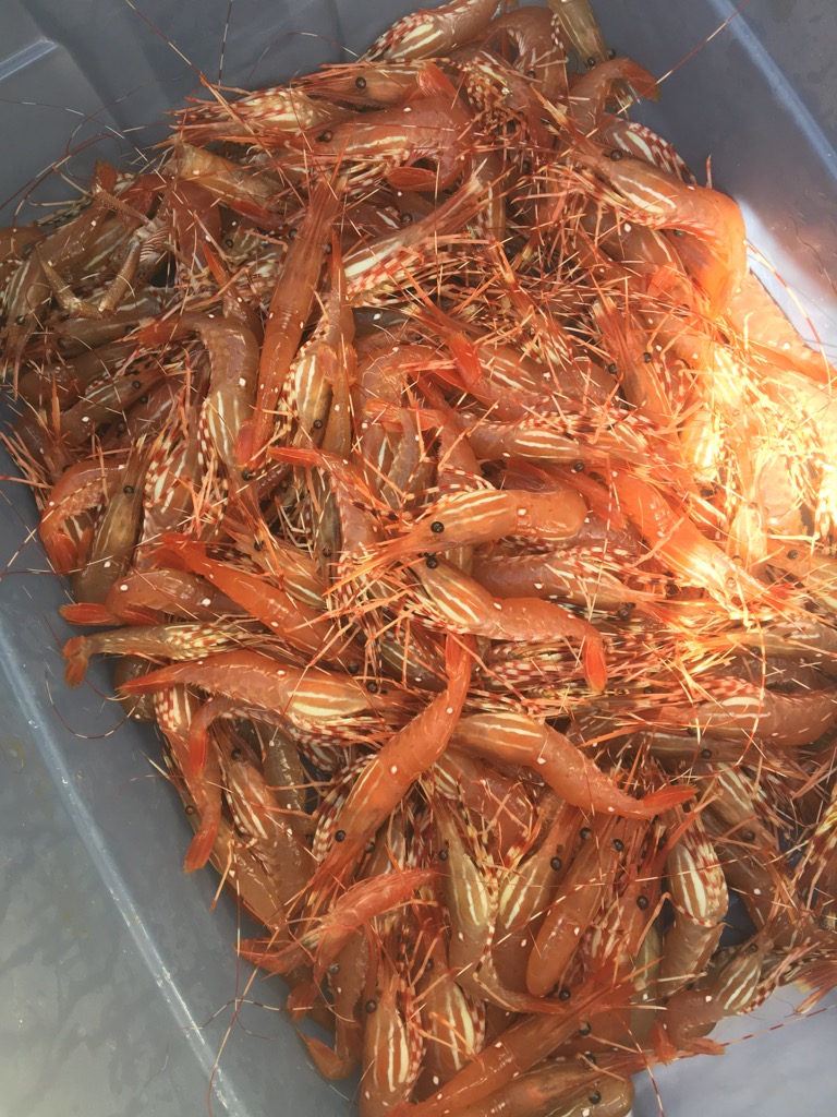 Charmer Point Charters | 740 Handy Rd, Mill Bay, BC V0R 2P1, Canada | Phone: (250) 514-6986