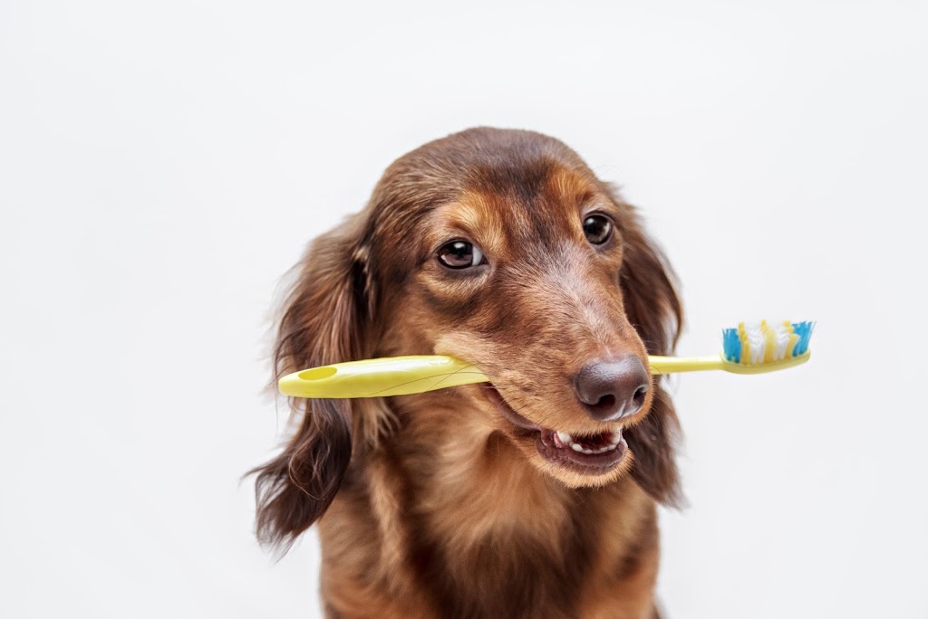 Breslau Animal Hospital | 2057 Victoria St N #3, Breslau, ON N0B 1M0, Canada | Phone: (519) 648-9738