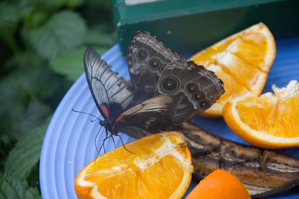Butterfly Café | 2405 Niagara Pkwy, Niagara Falls, ON L2E 3E8, Canada | Phone: (905) 356-7536