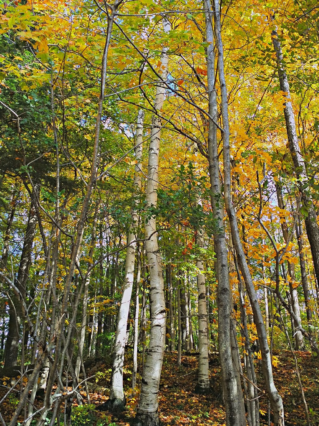 Lake Wawanosh Conservation Area | 85442 Creek Line, Lucknow, ON N0G 2H0, Canada | Phone: (519) 335-3557