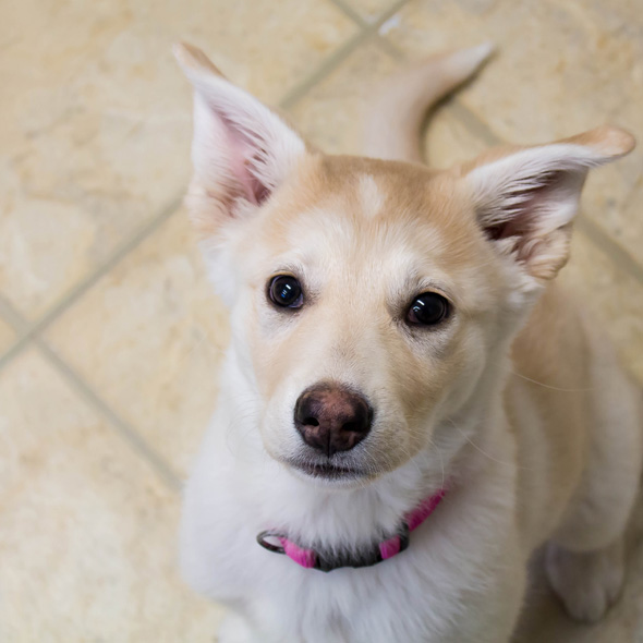 Arrowhead Veterinary Centre | 118 2 Ave W, Cochrane, AB T4C 2E7, Canada | Phone: (403) 932-2370