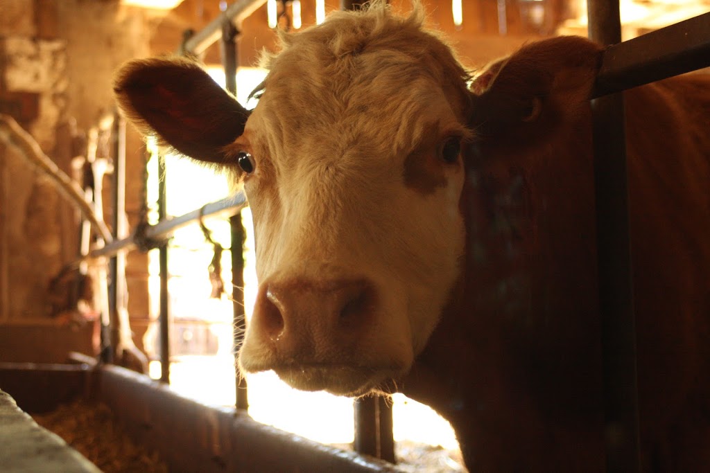Faul Farms | 1180 Wrigley Rd, Ayr, ON N0B 1E0, Canada | Phone: (519) 632-7678