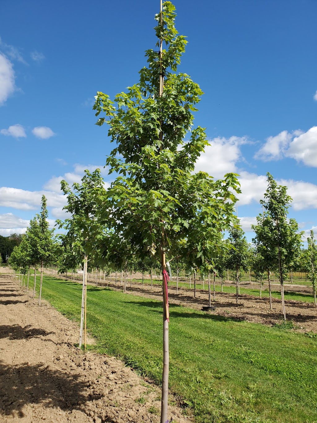 Manotick Tree Movers | 1966 Carsonby Rd W, North Gower, ON K0A 2T0, Canada | Phone: (613) 489-1116