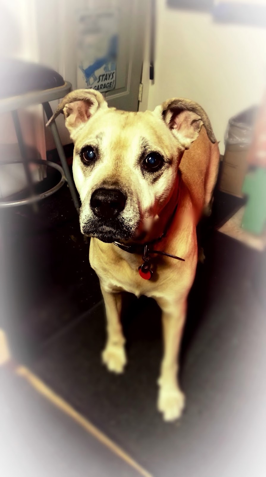 Rosen Home Pet Euthanasia Service | 1754 Brayford Ave, London, ON N6K 0H4, Canada | Phone: (905) 876-7766