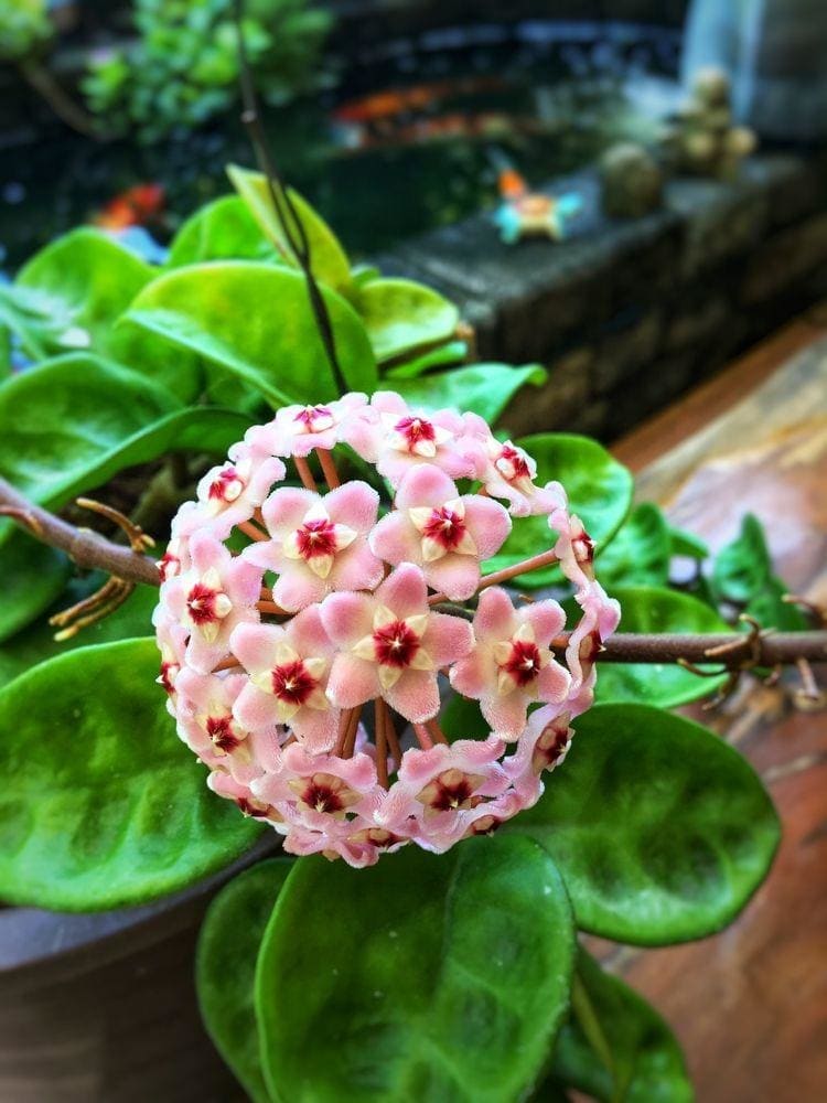Naturally Green Acres Gardens | 467 Rawlings Lake Rd, Lumby, BC V0E 2G5, Canada | Phone: (250) 309-3716