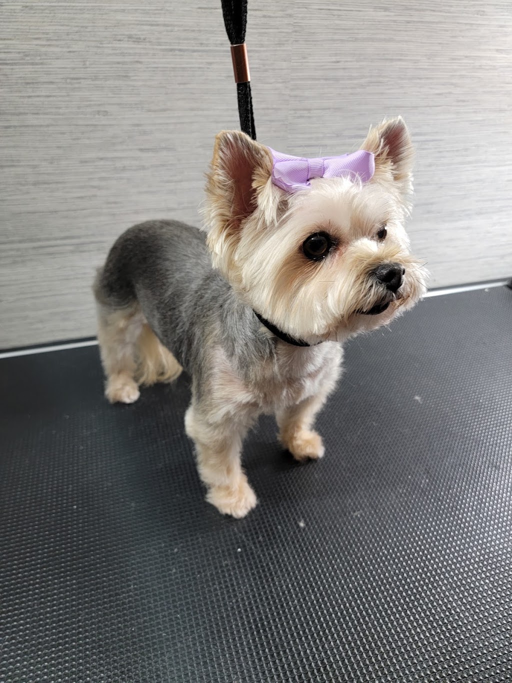 JonnaT Pet Grooming Style | 24 Wenlock Crescent, London, ON N6G 3B6, Canada | Phone: (226) 700-5360