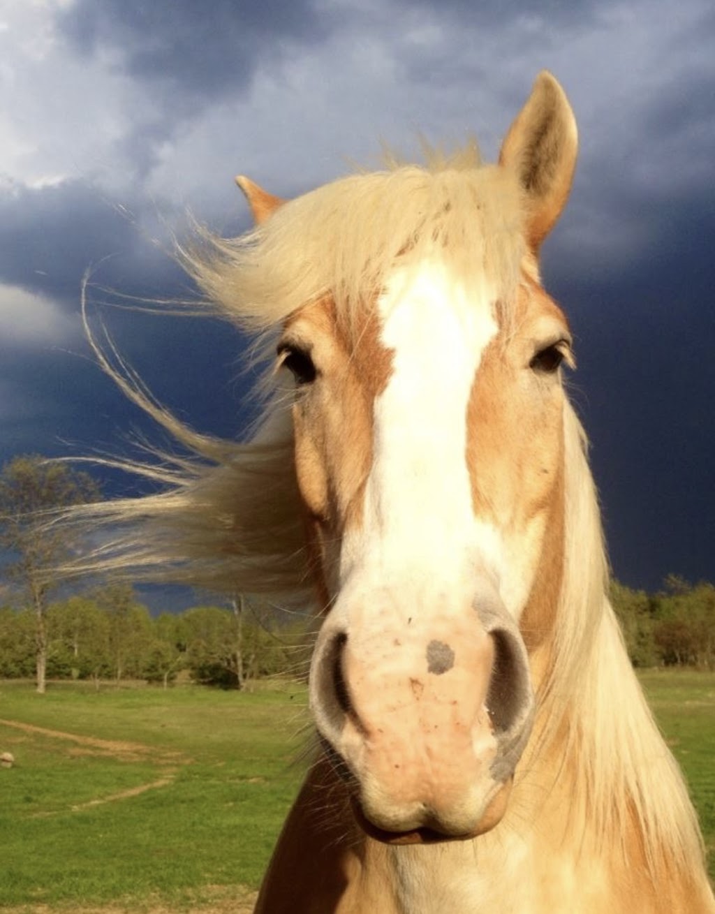 Harmony Acres Holistic Healing | 186 Havergal Rd, Carlow/Mayo, ON K0L 1G0, Canada | Phone: (613) 334-0871