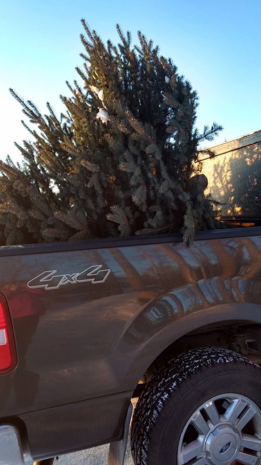 Fir Ever Green Tree Farm | Range Rd 272, Falun, AB T0C 1H0, Canada | Phone: (780) 352-4368