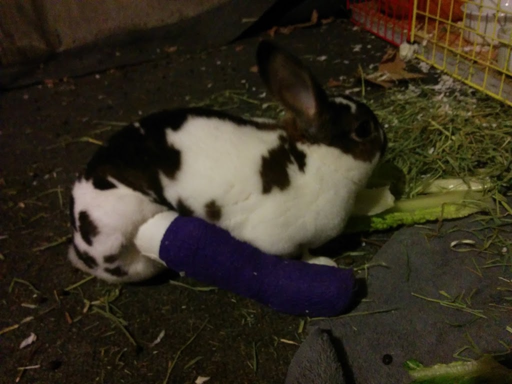Britannia Kingsland Veterinary Clinic | 7738 Elbow Dr SW, Calgary, AB T2V 0S6, Canada | Phone: (403) 253-7044
