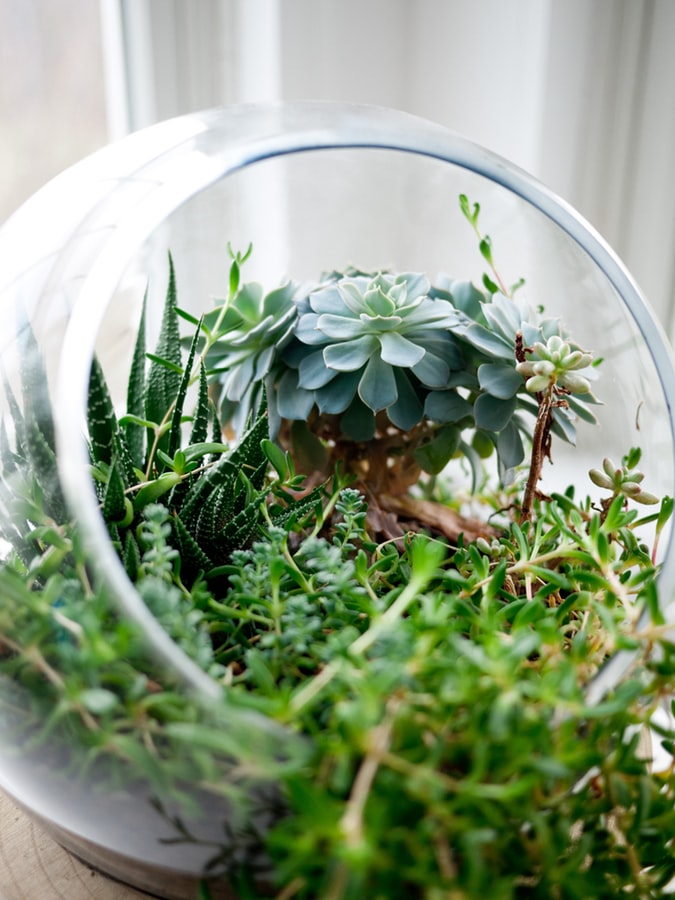 Les Jardins de la Passion - Floral Design Plus | 1052 Boulevard Vachon S, Sainte-Marie, QC G6E 2S5, Canada | Phone: (418) 386-2380