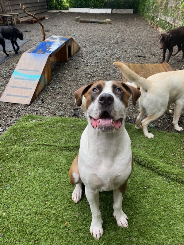 Tails & Trails Dog Daycare | 11860 Ladner Trunk Rd, Delta, BC V4K 3N3, Canada | Phone: (660) 910-4263