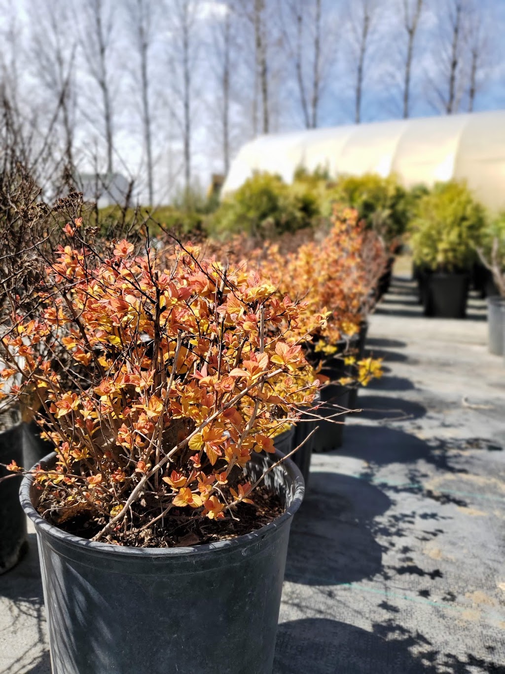 Koinonia Nursery | Box 51, Sidney, MB R0H 1L0, Canada | Phone: (204) 872-2255