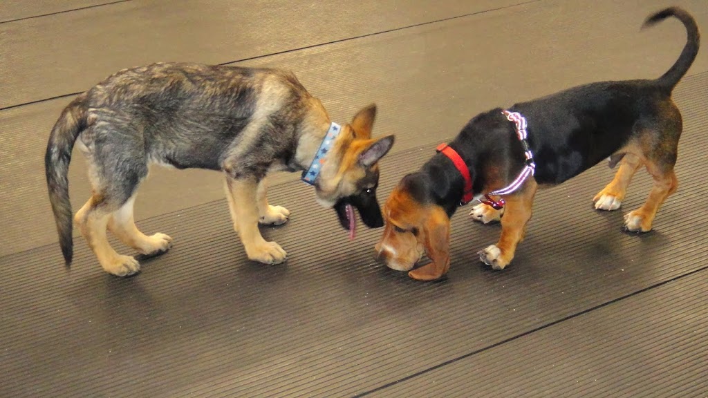 Canine Campus Training Centre | 1 Laidlaw Blvd, Markham, ON L3P 1W5, Canada | Phone: (905) 477-8092