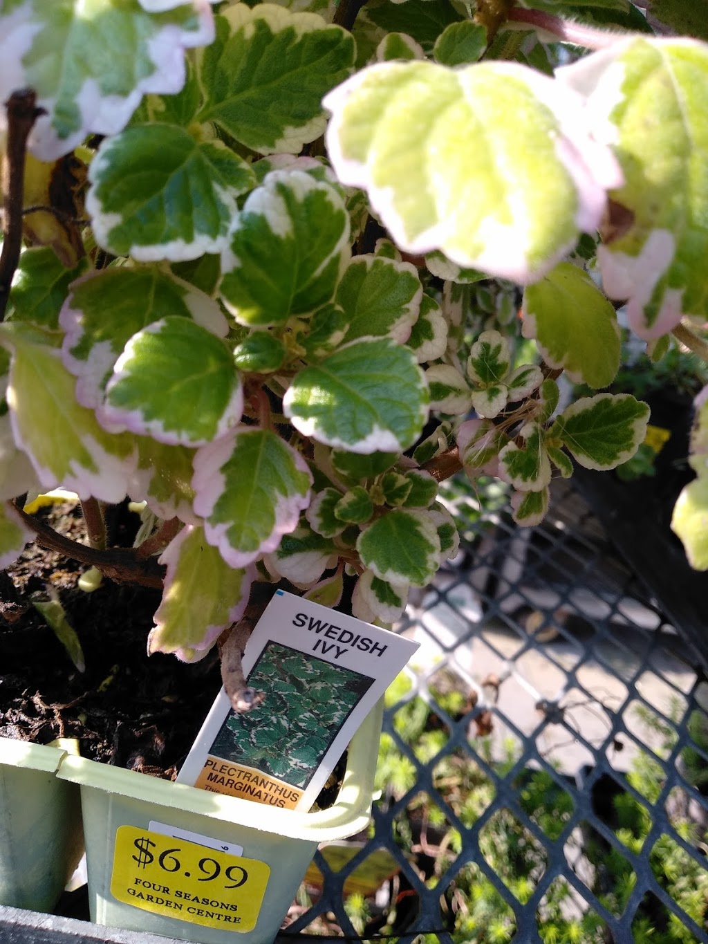 Four Seasons Garden Centre | 2160 Albion Rd, Etobicoke, ON M9W 6P4, Canada | Phone: (416) 675-1041
