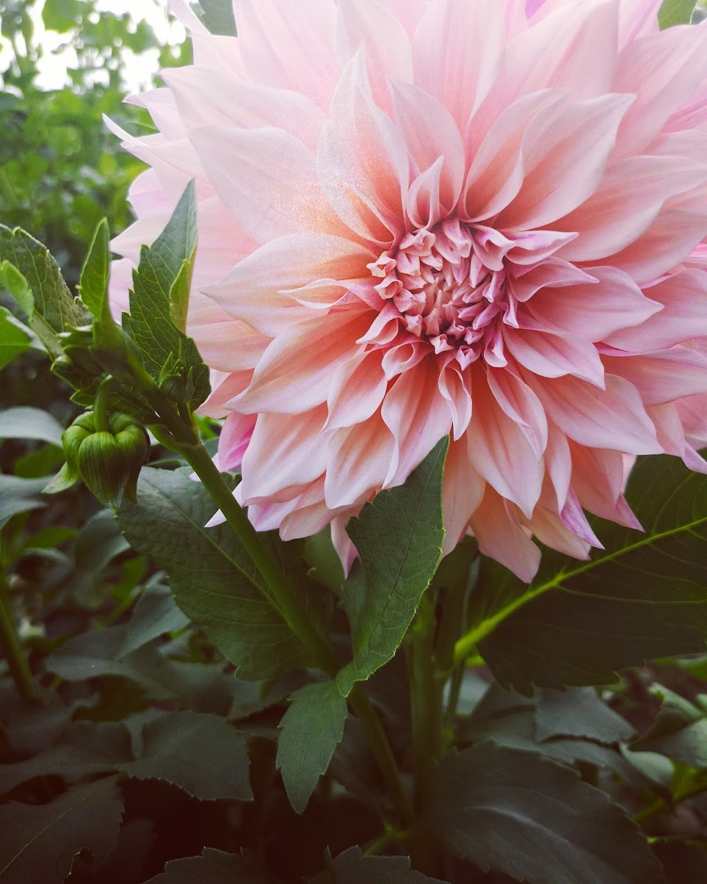 Butts Berry Farm | 5838 5th Line, Guelph/Eramosa, ON N0B 2K0, Canada | Phone: (519) 856-0270